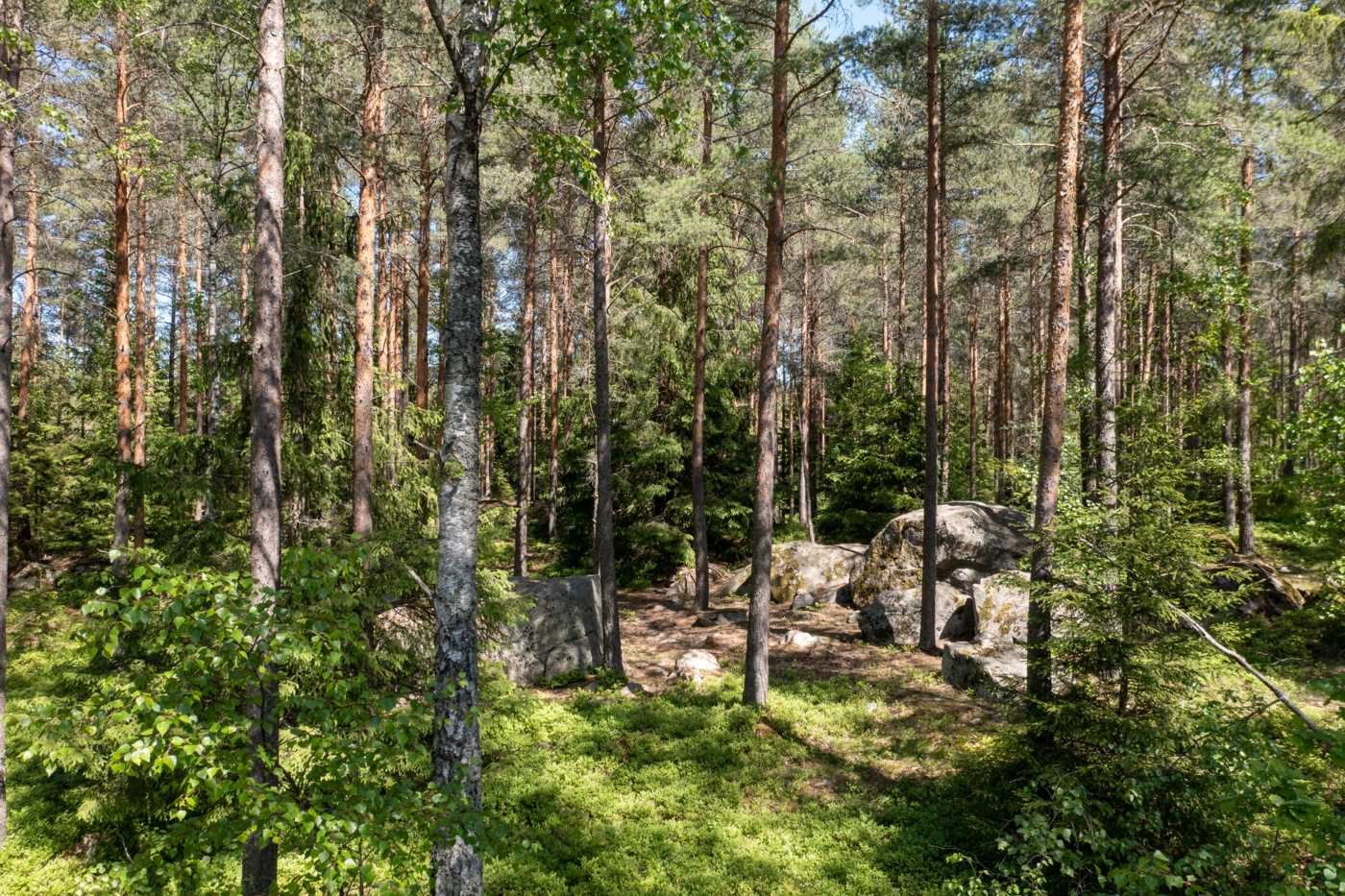 Den fina skogsbacken som tomten gränsar mot